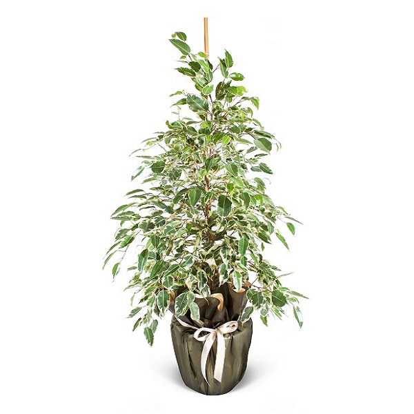 Ficus Benjamina